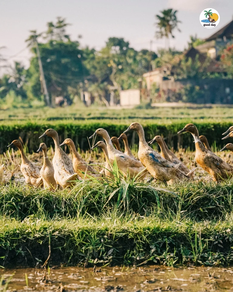 Instagram post from gooddayubud. This post is in position 10.